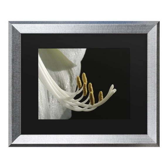 Trademark Fine Art 'Intimate Amaryllis' Canvas Art by Kurt Shaffer