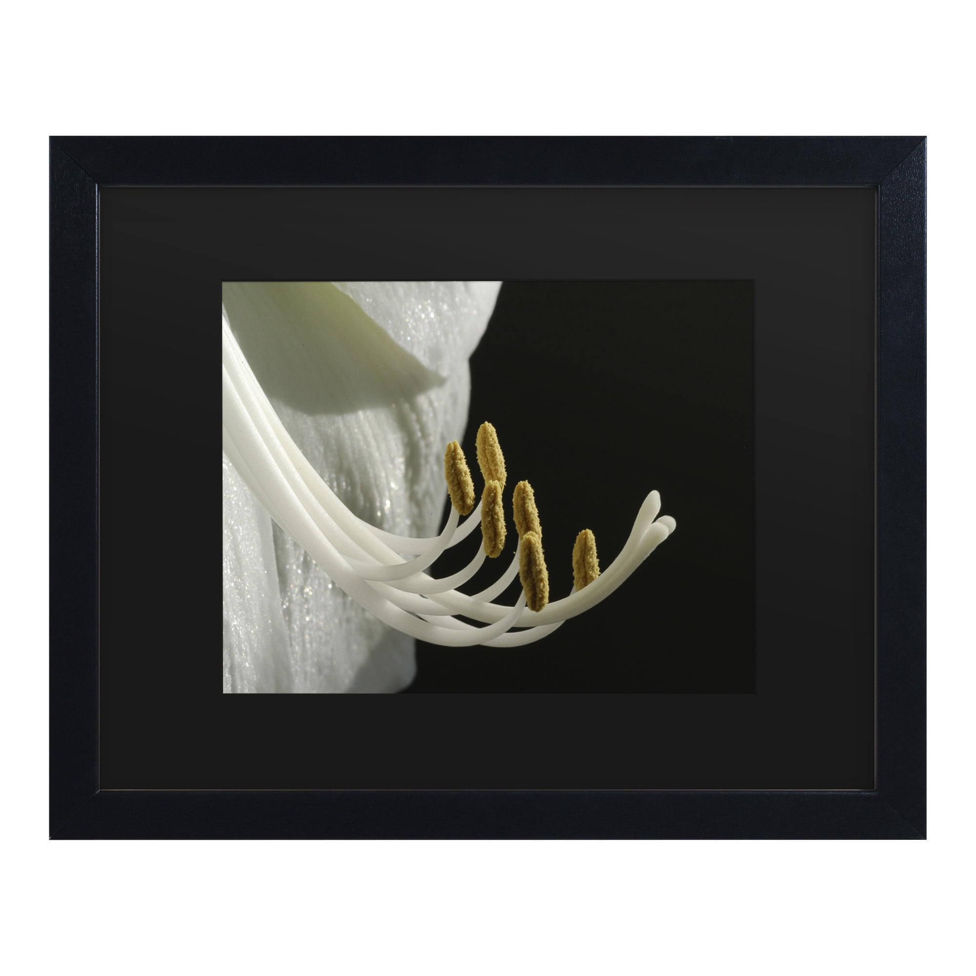 Trademark Fine Art 'Intimate Amaryllis' Canvas Art by Kurt Shaffer