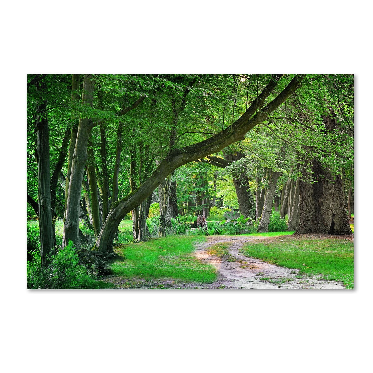Philippe Sainte-Laudy Green Forest Landscape Canvas Art, 30 x 47