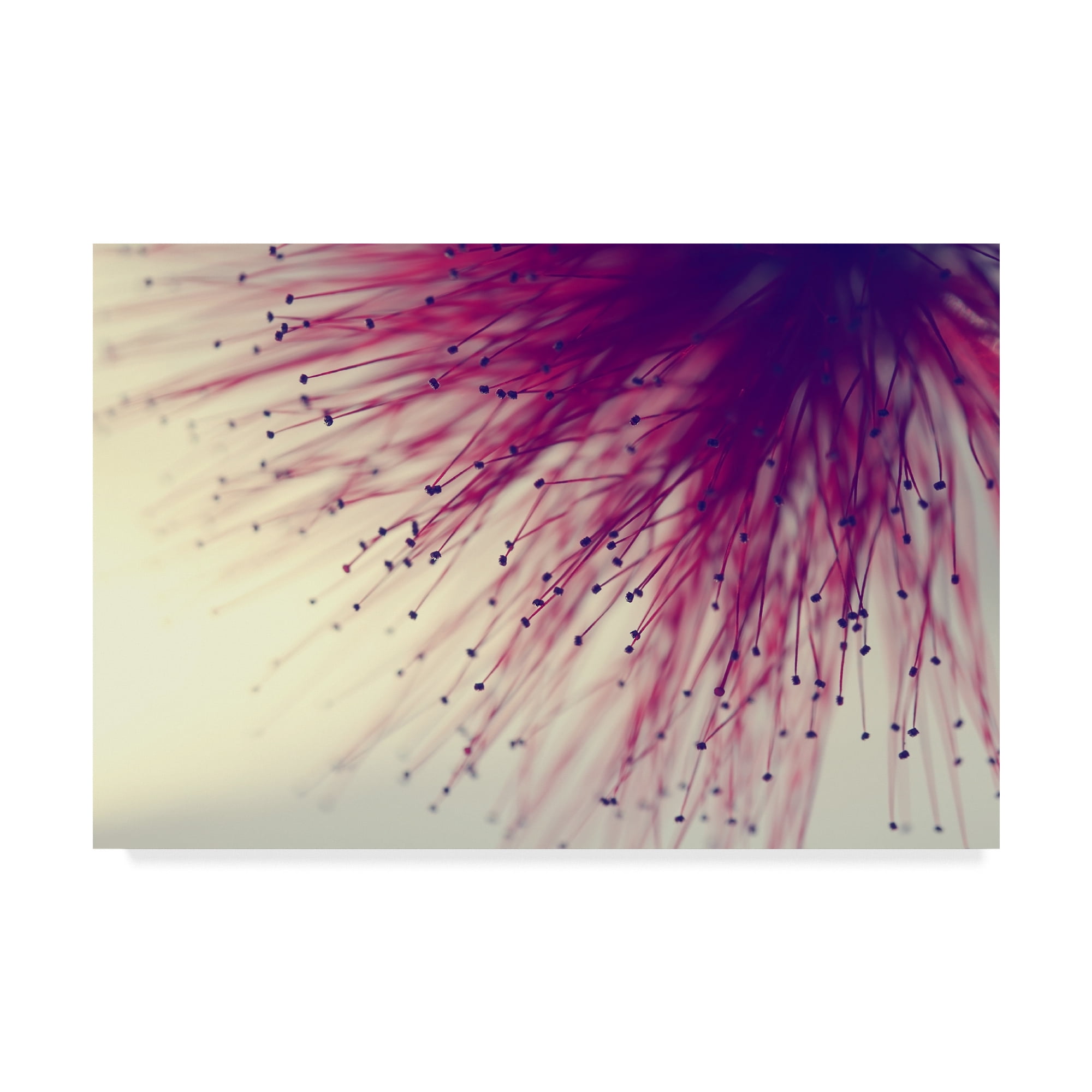 Trademark Fine Art 'Into The Unknown Pink' Canvas Art by Incredi