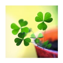 Trademark Fine Art "Into the Light" Canvas Art by Beata Czyzowska Young