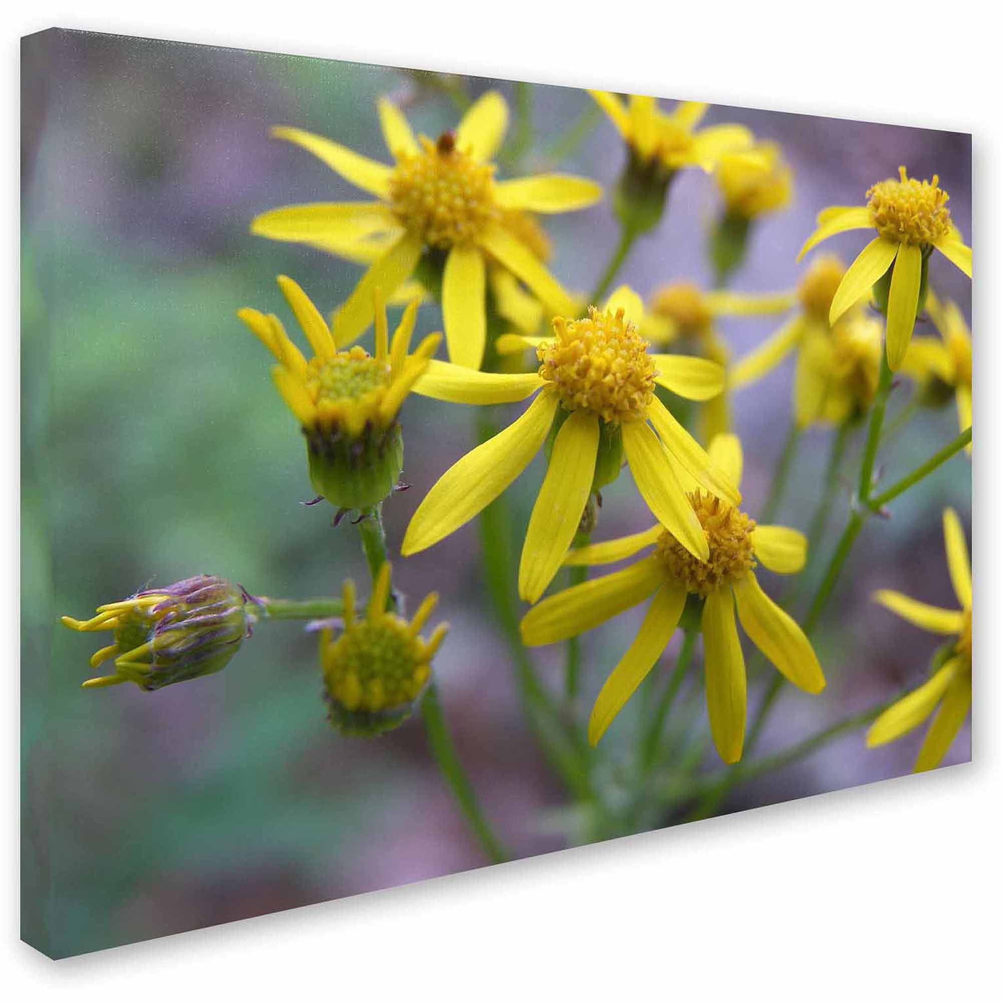 Trademark Fine Art "Intriguing Dynasty" Canvas Art by Monica Fleet