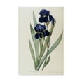 thumbnail image 1 of Trademark Fine Art 'Iris Germanica German Iris' Canvas Art by Pierre-Joseph Redoute, 1 of 3
