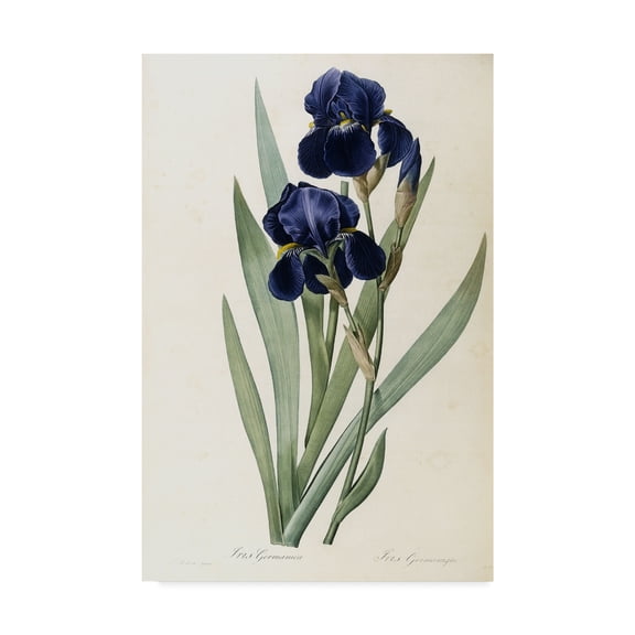 Trademark Fine Art 'Iris Germanica German Iris' Canvas Art by Pierre-Joseph Redoute