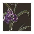 thumbnail image 1 of Trademark Fine Art 'Iris on Black II' Canvas Art by Chris Paschke, 1 of 3