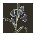 thumbnail image 1 of Trademark Fine Art 'Iris on Black IV' Canvas Art by Chris Paschke, 1 of 3