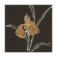 thumbnail image 1 of Trademark Fine Art 'Iris on Black VI' Canvas Art by Chris Paschke, 1 of 3
