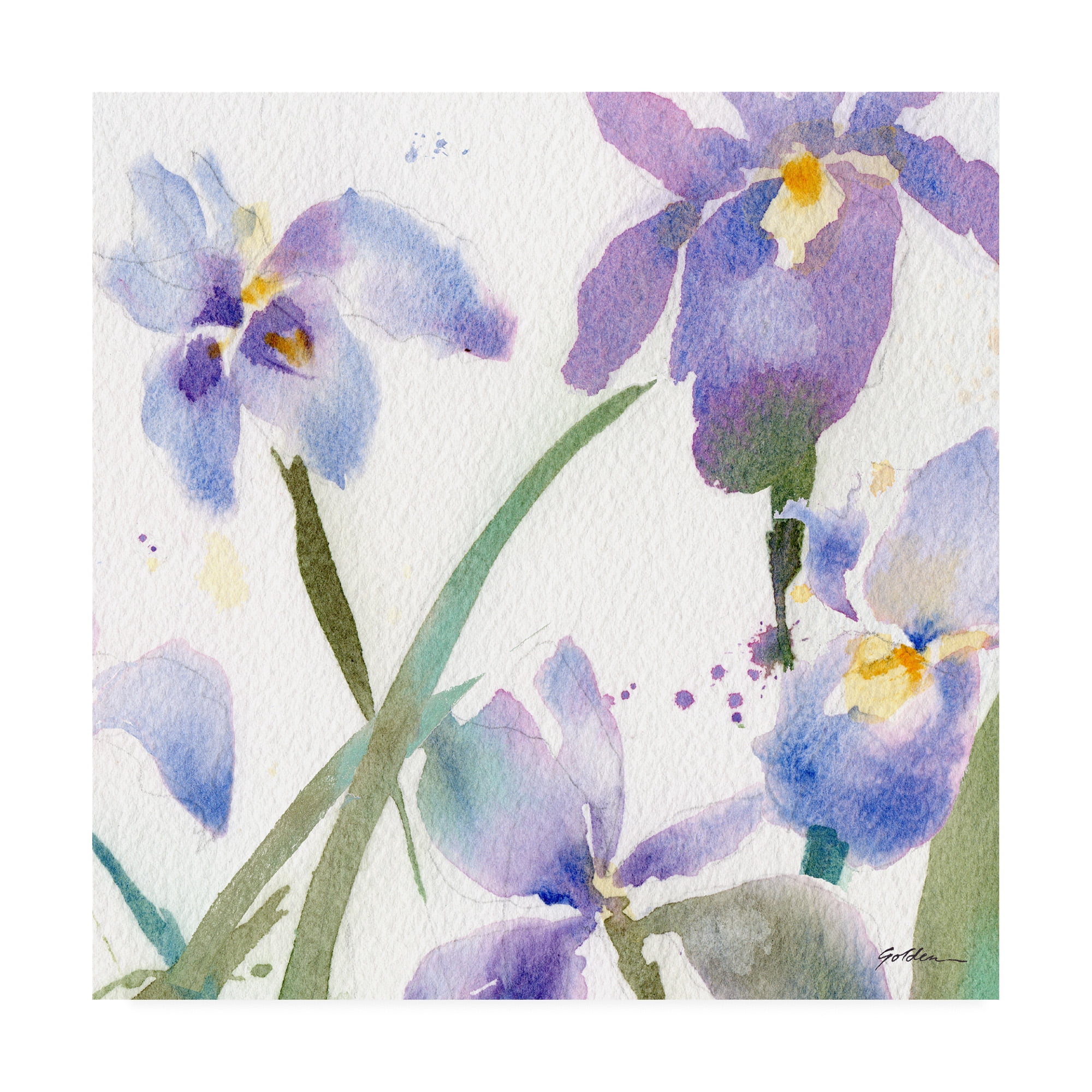 Trademark Fine Art 'Irises Violet' Canvas Art by Sheila Golde
