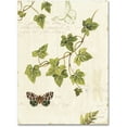 thumbnail image 1 of Trademark Fine Art "Ivies and Ferns II" Canvas Art by Lisa Audit, 1 of 3