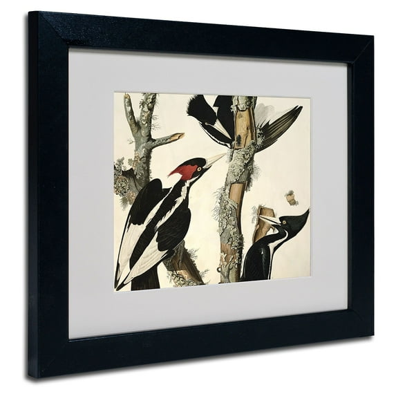 Trademark Fine Art "Ivory-Billed Woodpecker" Canvas Art by John James Audubon, Black Frame