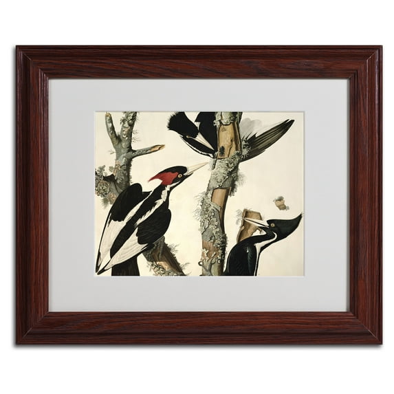 Trademark Fine Art "Ivory-Billed Woodpecker" Canvas Art by John James Audubon, Wood Frame