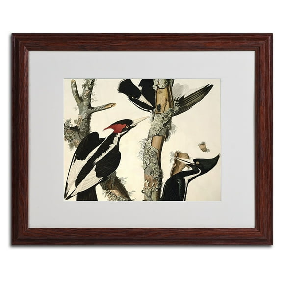 Trademark Fine Art "Ivory-Billed Woodpecker" Canvas Art by John James Audubon, Wood Frame