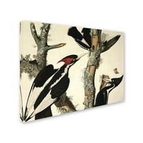 Trademark Fine Art "Ivory-Billed Woodpecker" Canvas Art by John James Audubon