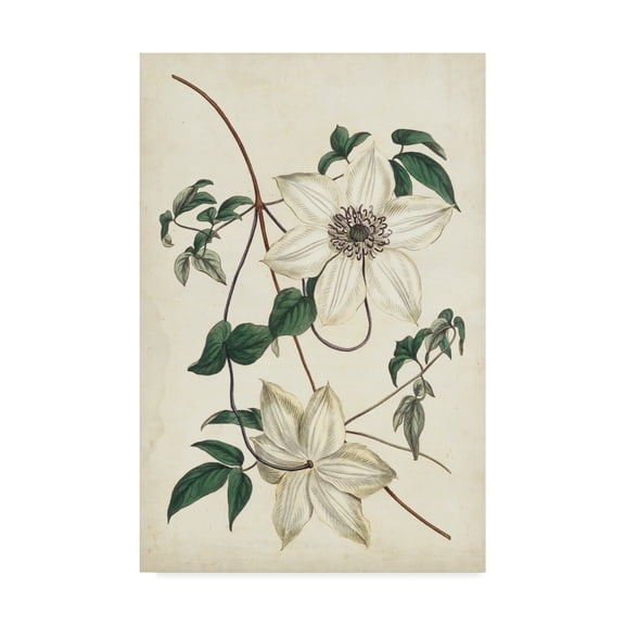 Trademark Fine Art 'Ivory Garden II' Canvas Art by Curtis