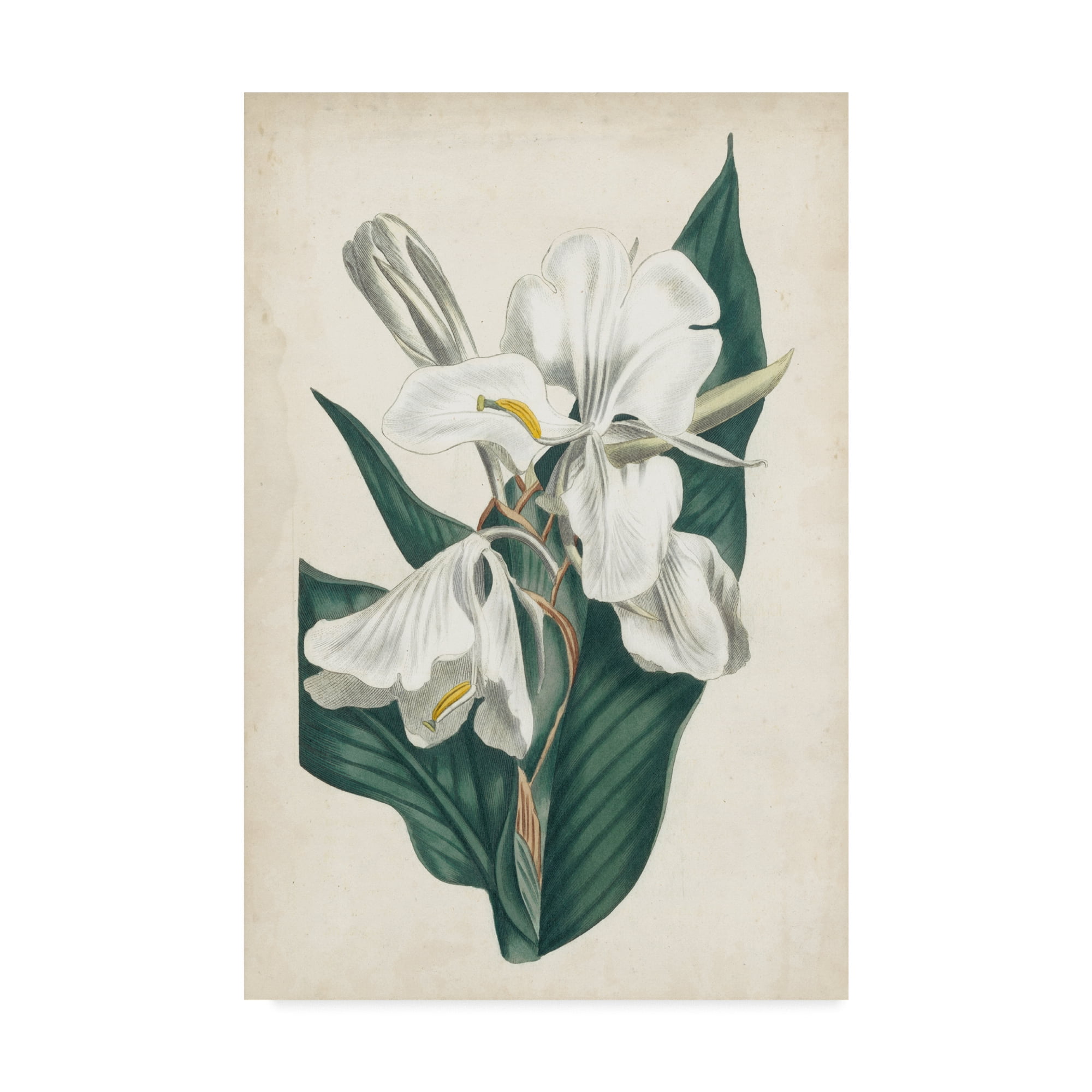 Trademark Fine Art 'Ivory Garden IV' Canvas Art by Curtis