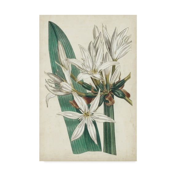 Trademark Fine Art 'Ivory Garden VI' Canvas Art by Curtis