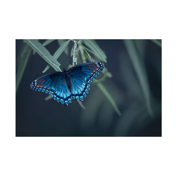 Trademark Fine Art Ivy Deng Butterfly Canvas Wall Art