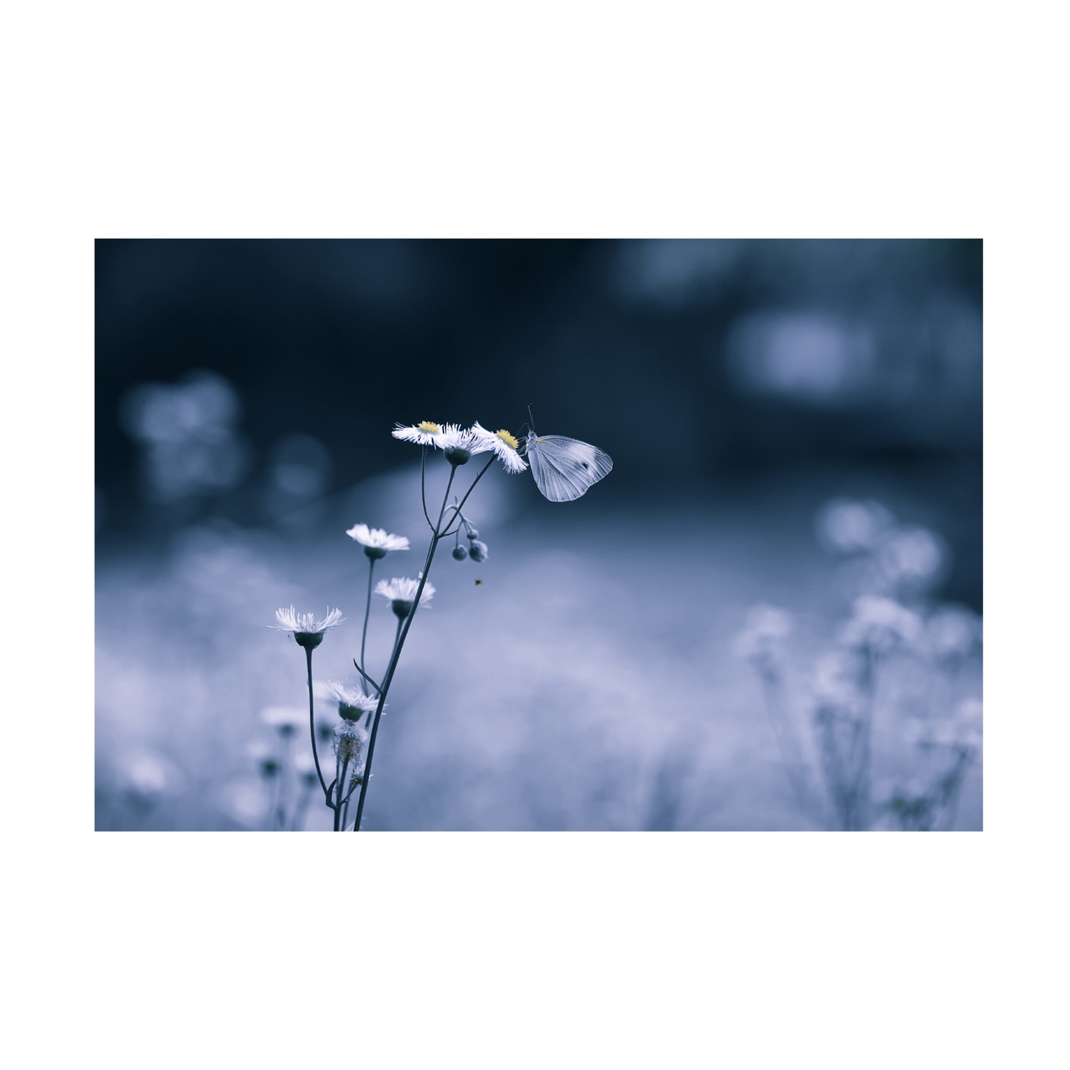 Trademark Fine Art Ivy Deng Small Butterfly Canvas Wall Art