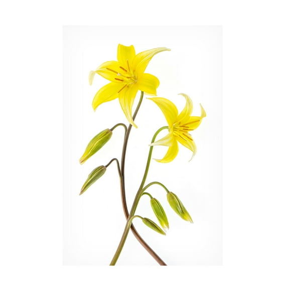 Trademark Fine Art Jacky Parker Dogtooth Violet Canvas Wall Art