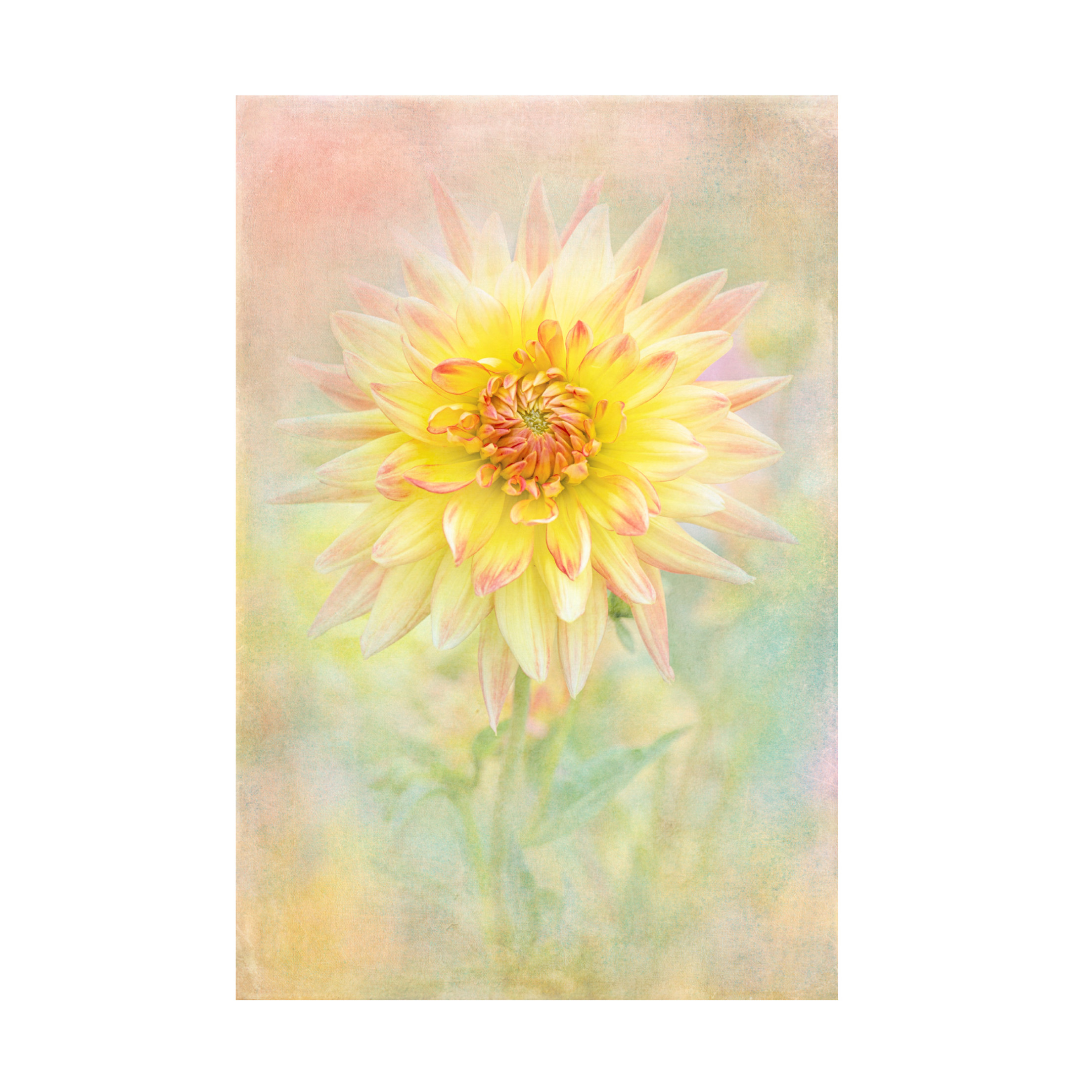 Trademark Fine Art Jacky Parker Lemon Spritz Canvas Wall Art