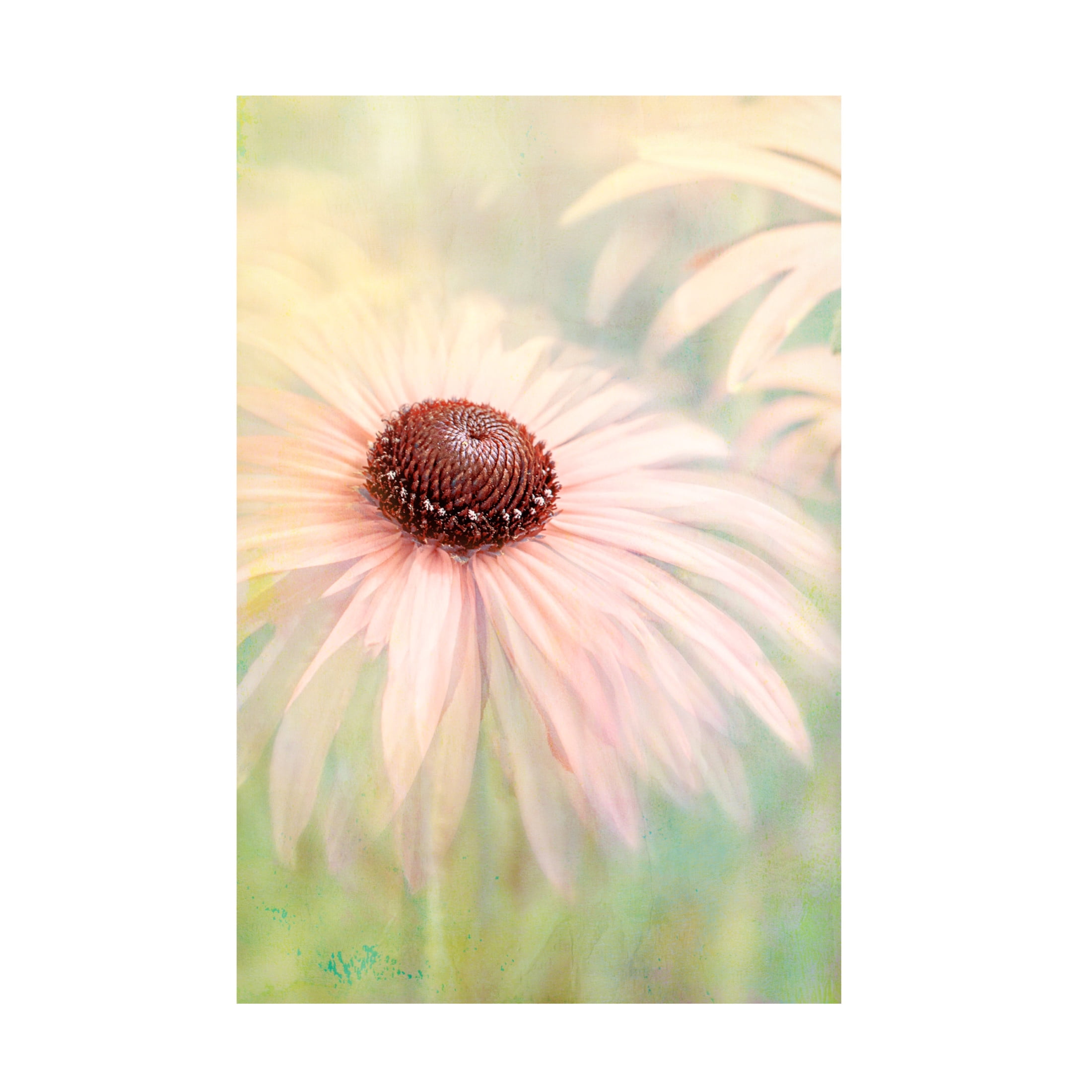 Trademark Fine Art Jacky Parker Peachy Canvas Wall Art
