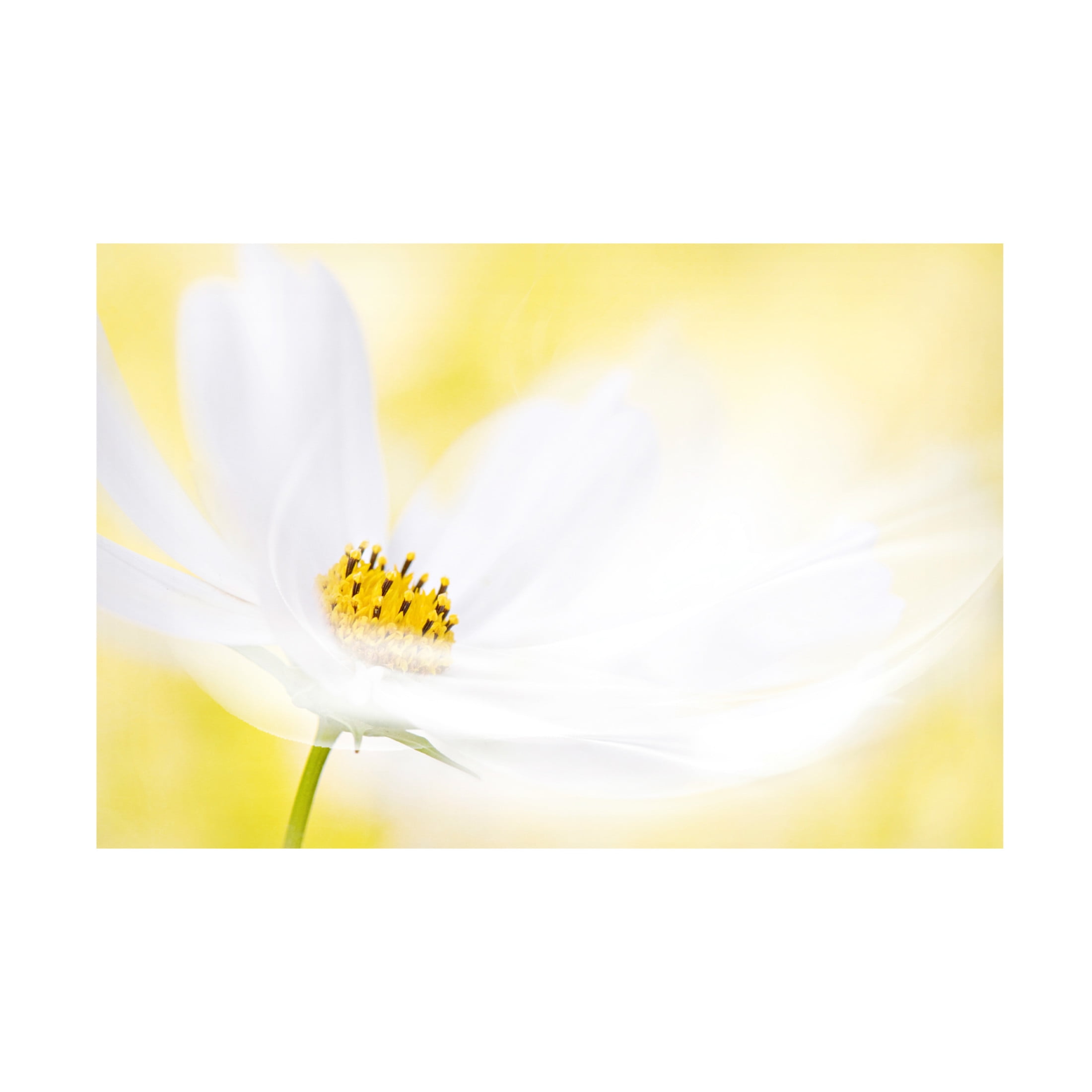 Trademark Fine Art Jacky Parker Swirl Canvas Wall Art