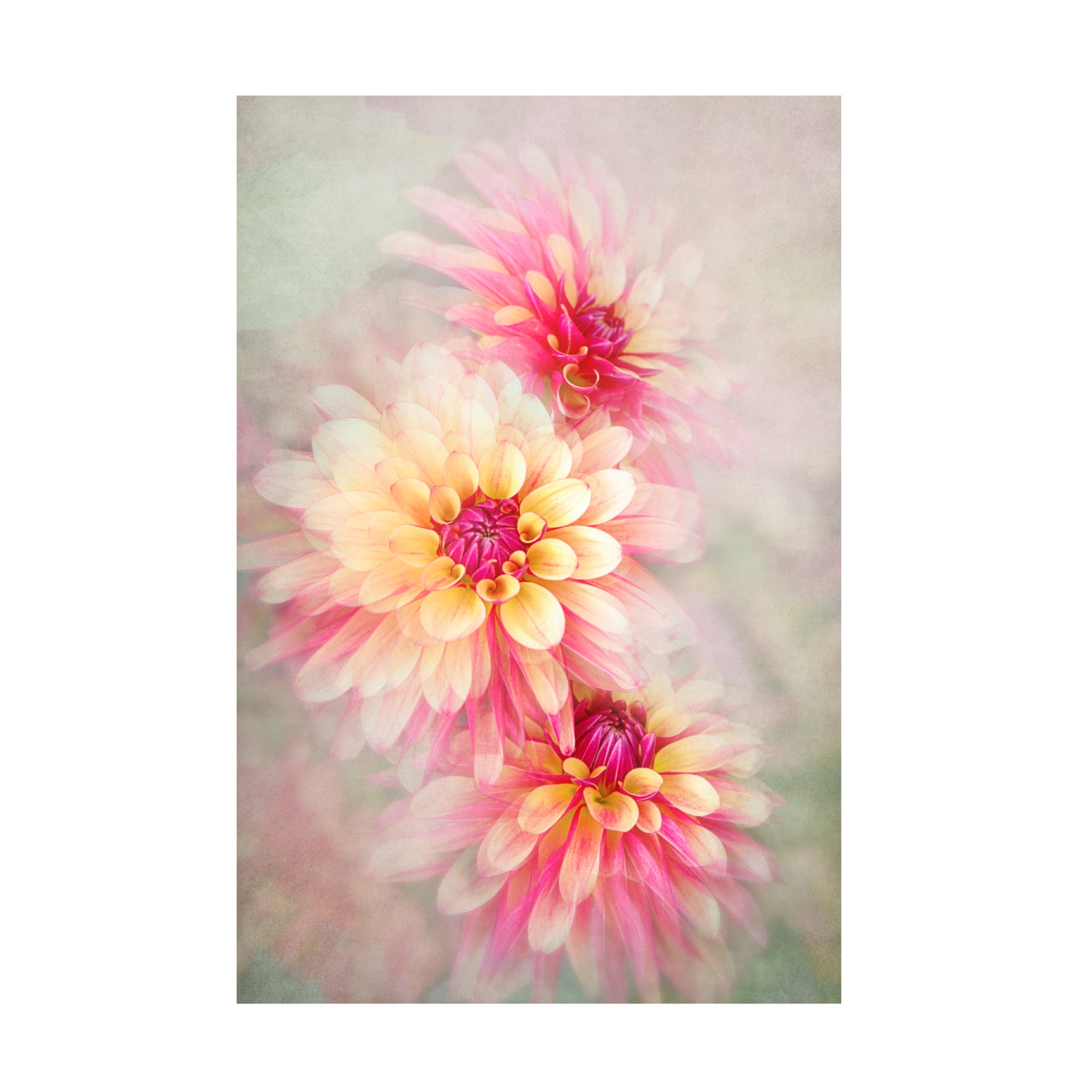 Trademark Fine Art Jacky Parker Trio Canvas Wall Art