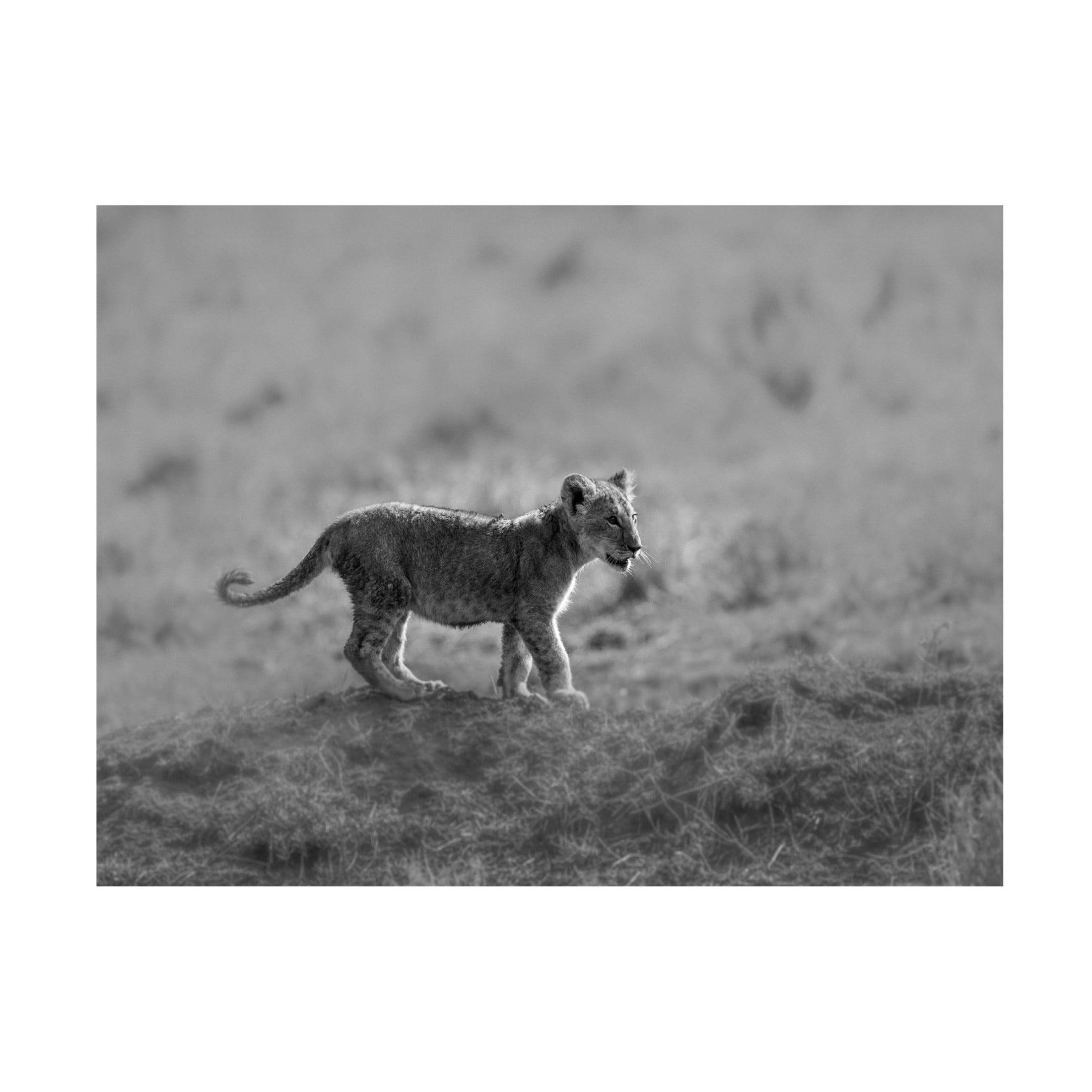 Trademark Fine Art Jaco Marx MORNING CAT Canvas Wall Art