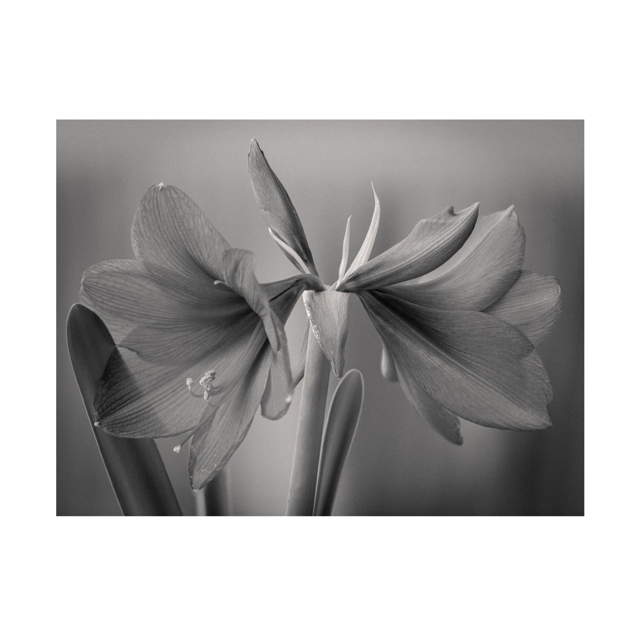 Trademark Fine Art Jan Rauwerdink Elegance Canvas Wall Art