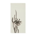 thumbnail image 1 of Trademark Fine Art 'Japanese Iris II' Canvas Art by Chris Paschke, 1 of 3