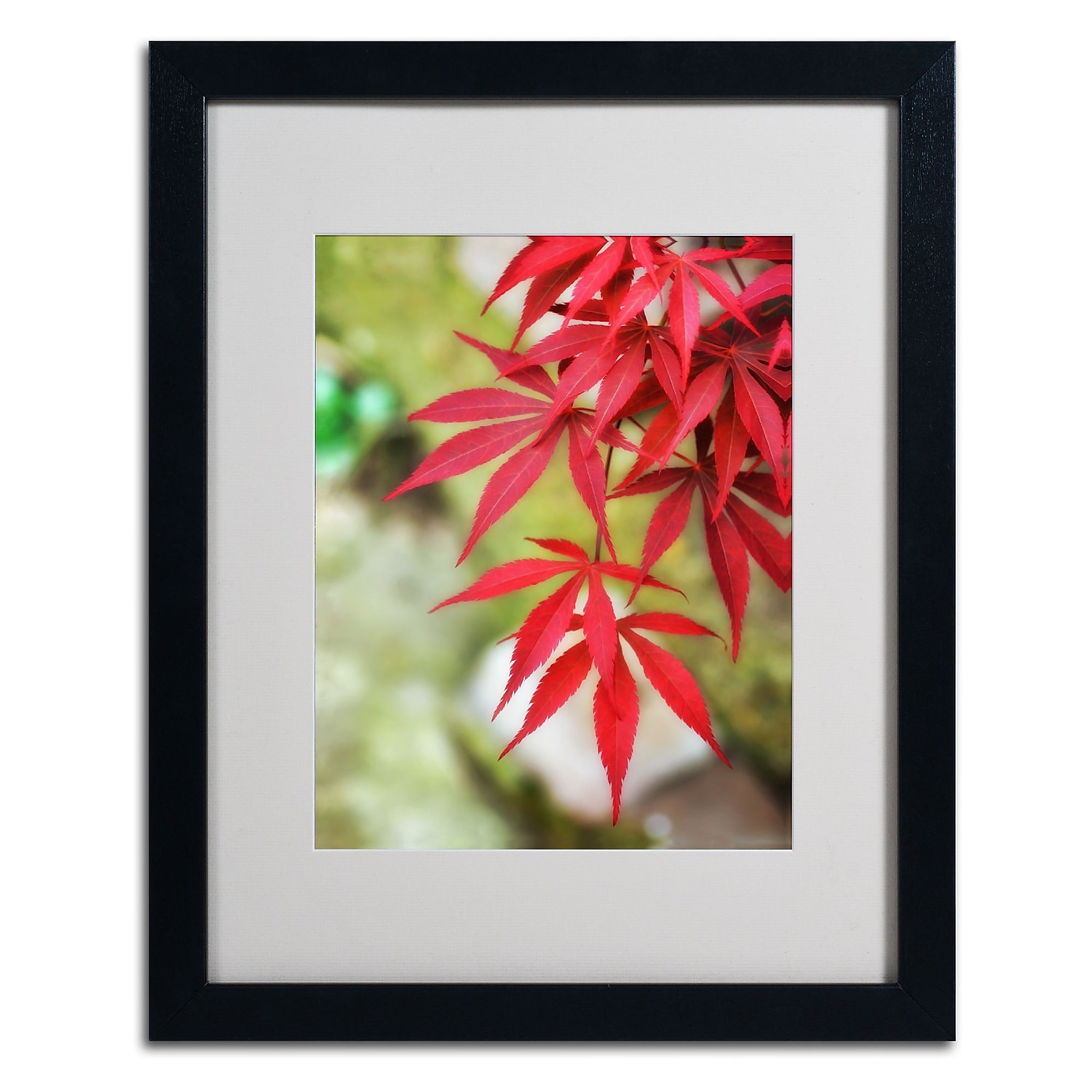 Trademark Fine Art "Japanese Maple" Canvas Art by Philippe Sainte-Laudy, Black Frame