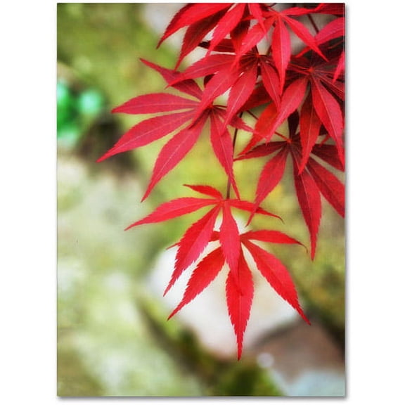 Trademark Fine Art "Japanese Maple" Canvas Art by Philippe Sainte-Laudy