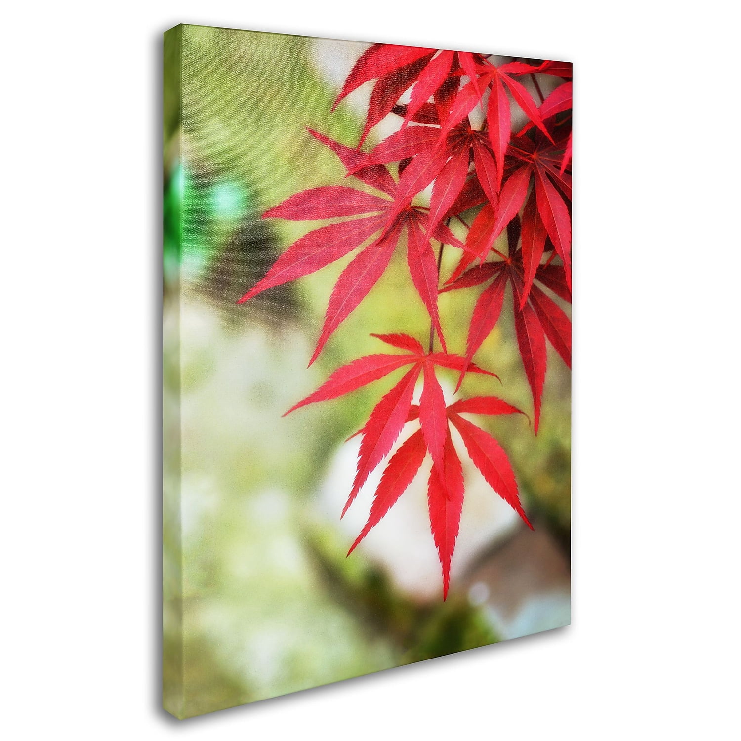 Trademark Fine Art "Japanese Maple" Canvas Art by Philippe Sainte-Laudy