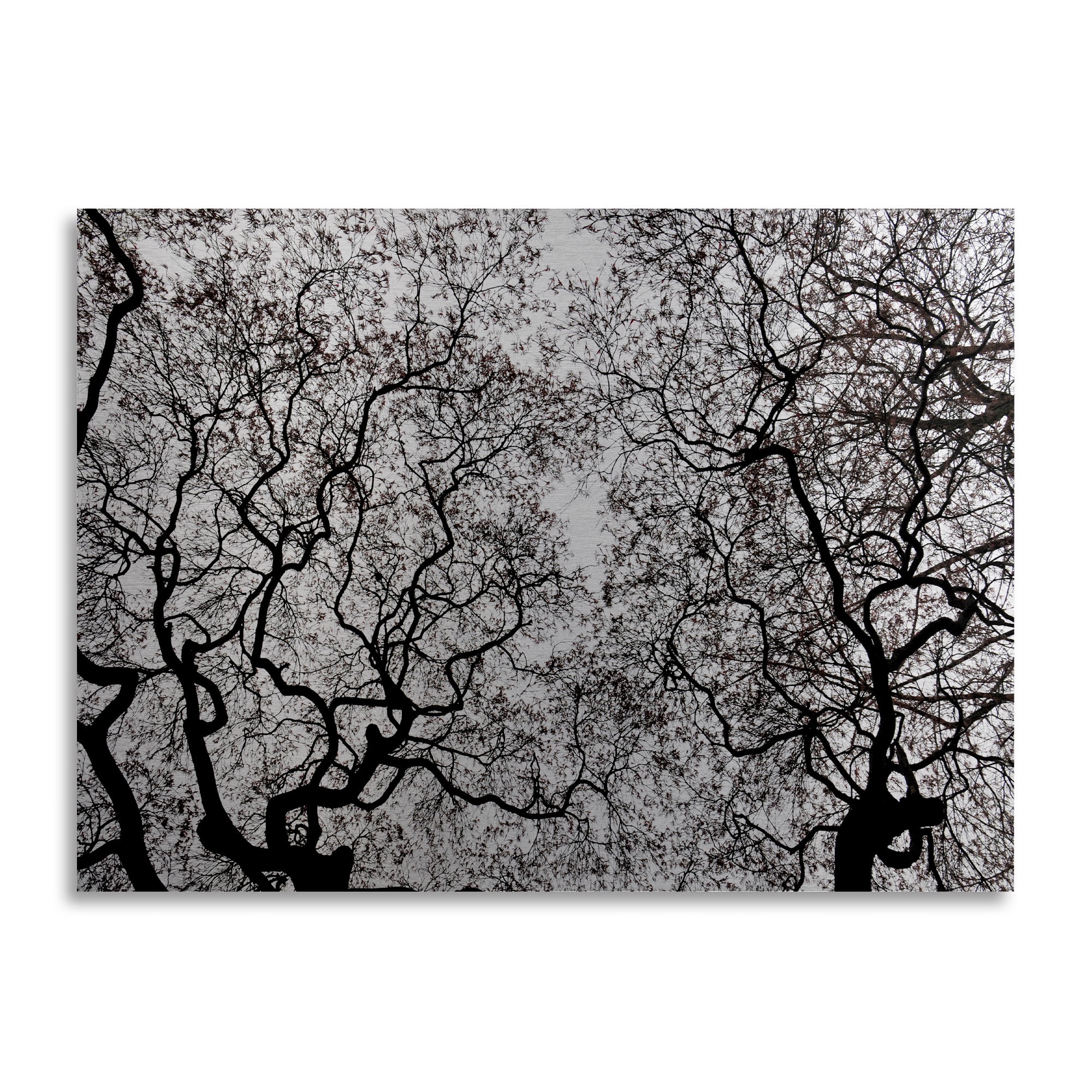 Trademark Fine Art 'Japanese Maple Spring Abstract' Brushed Aluminum Wall Art Art by Kurt Shaffer