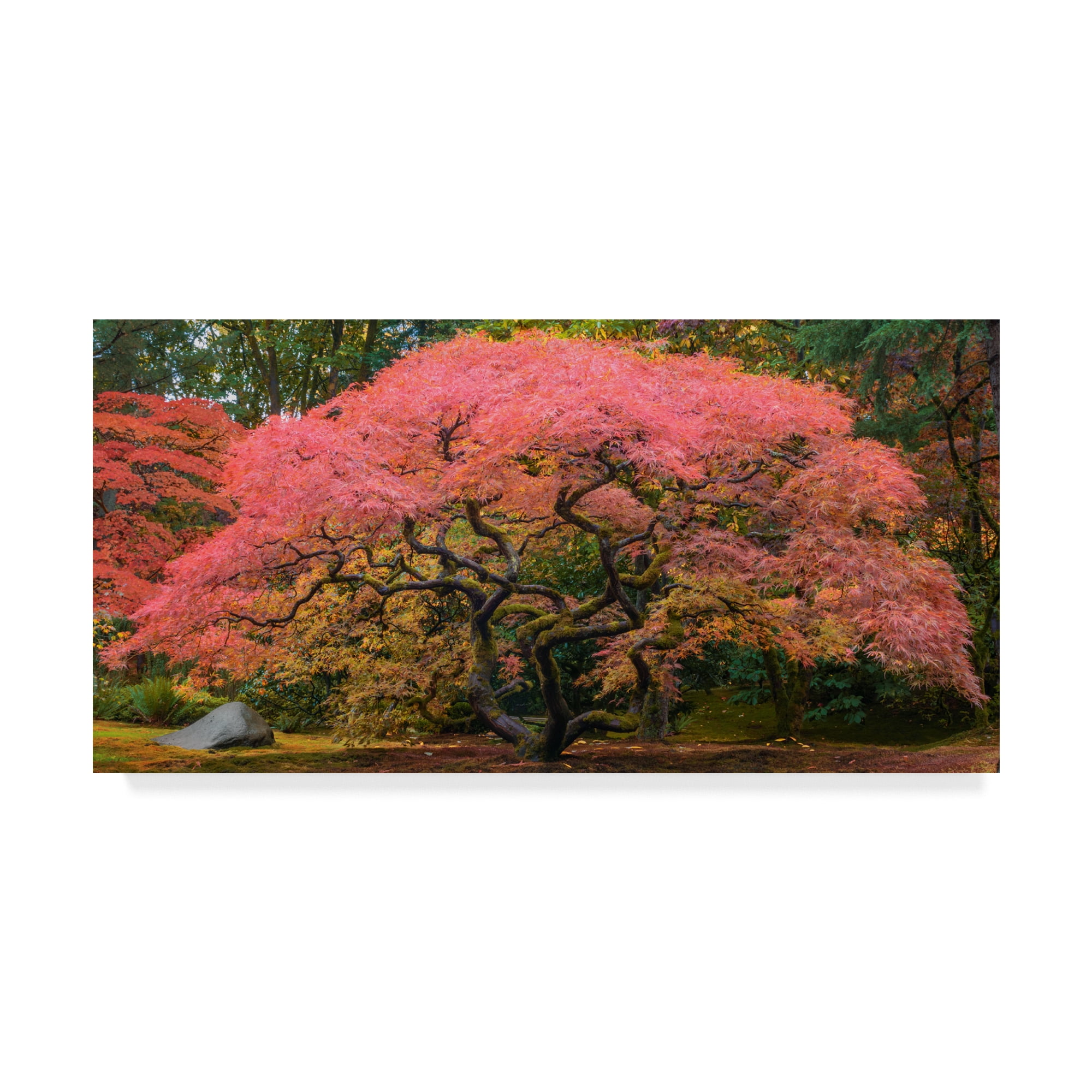 Trademark Fine Art 'Japanese Maple Tree Pink' Canvas Art by Jason Matias