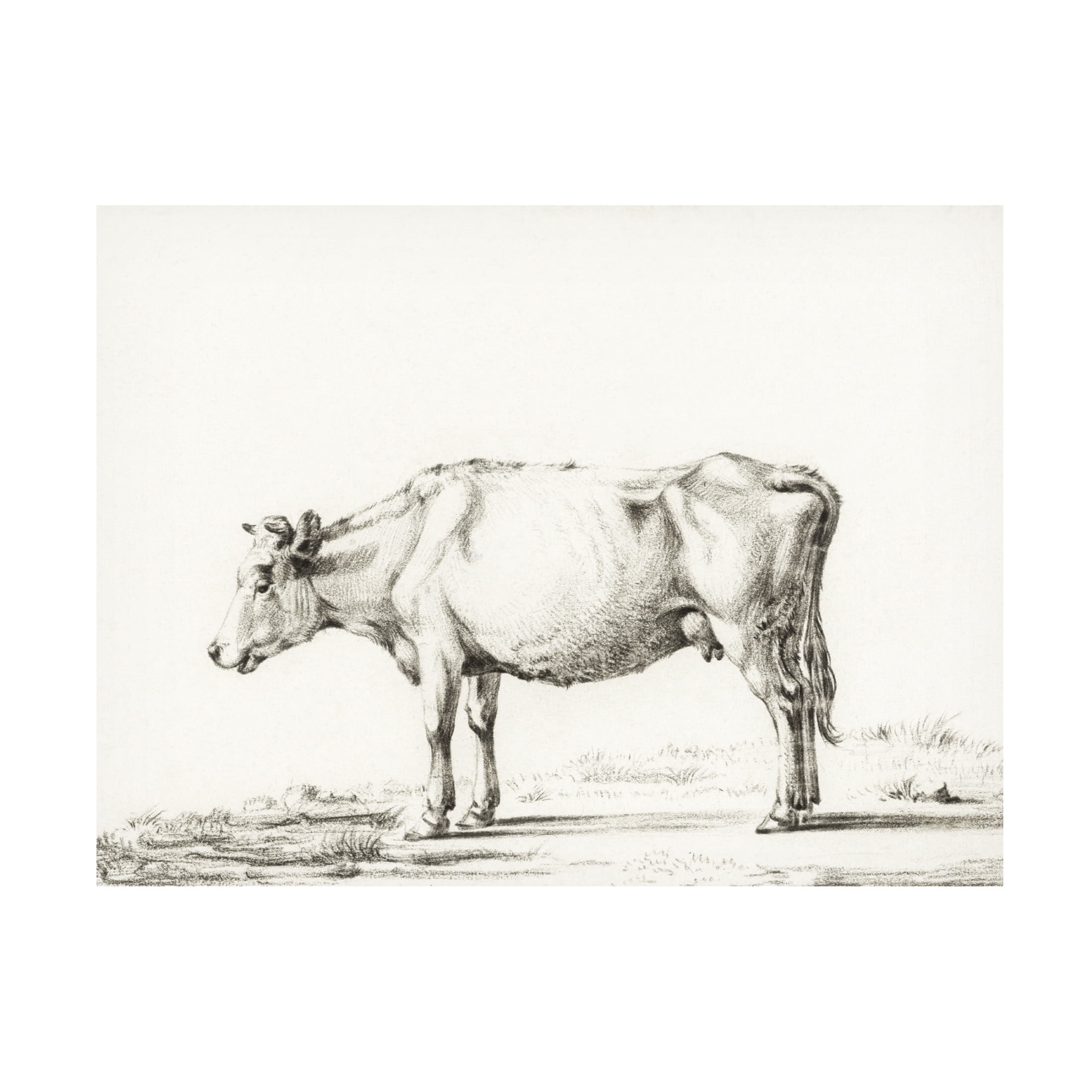 Trademark Fine Art Jean Bernard  Bernard Cow Sketch II Canvas Wall Art