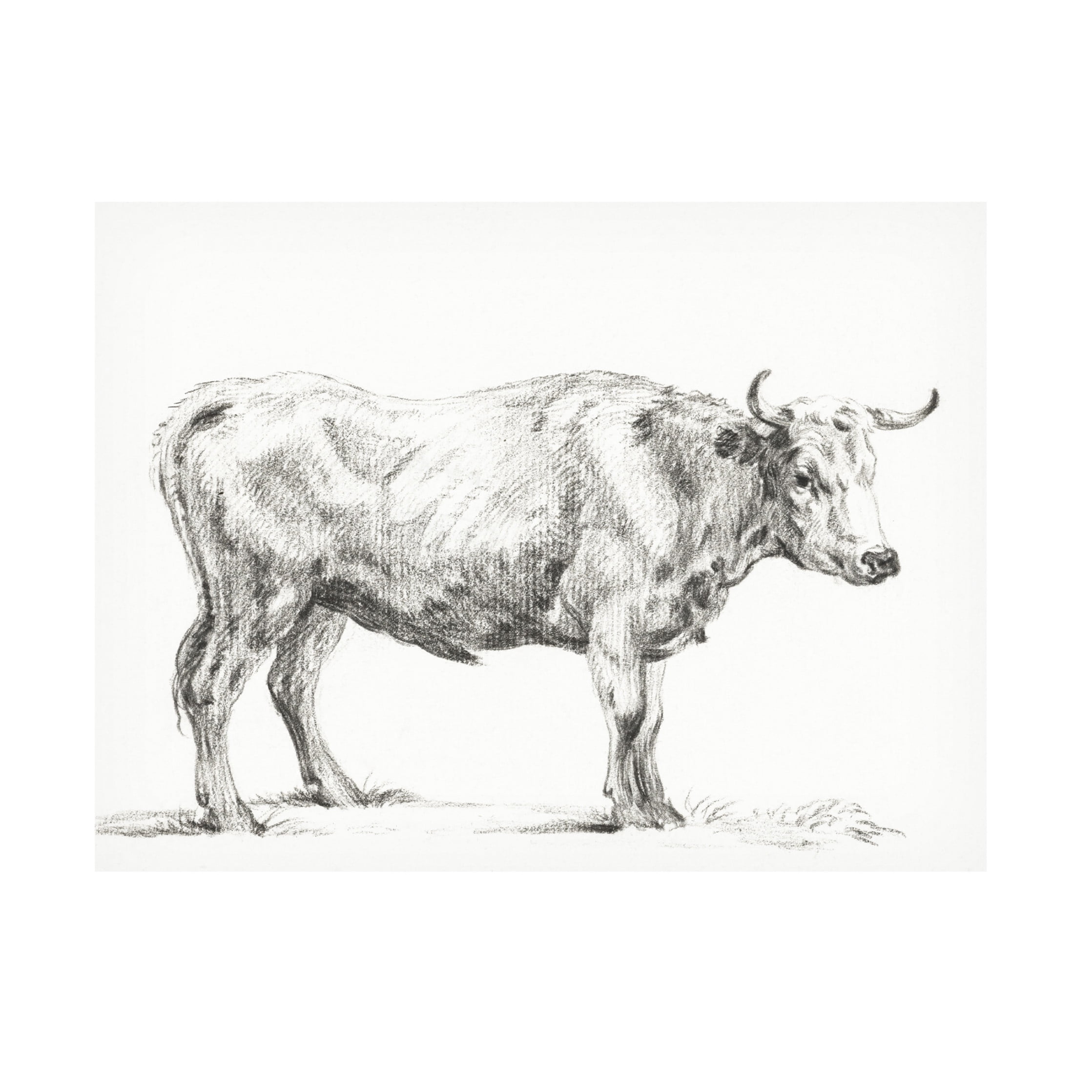 Trademark Fine Art Jean Bernard  Bernard's Bull Renderings II Canvas Wall Art