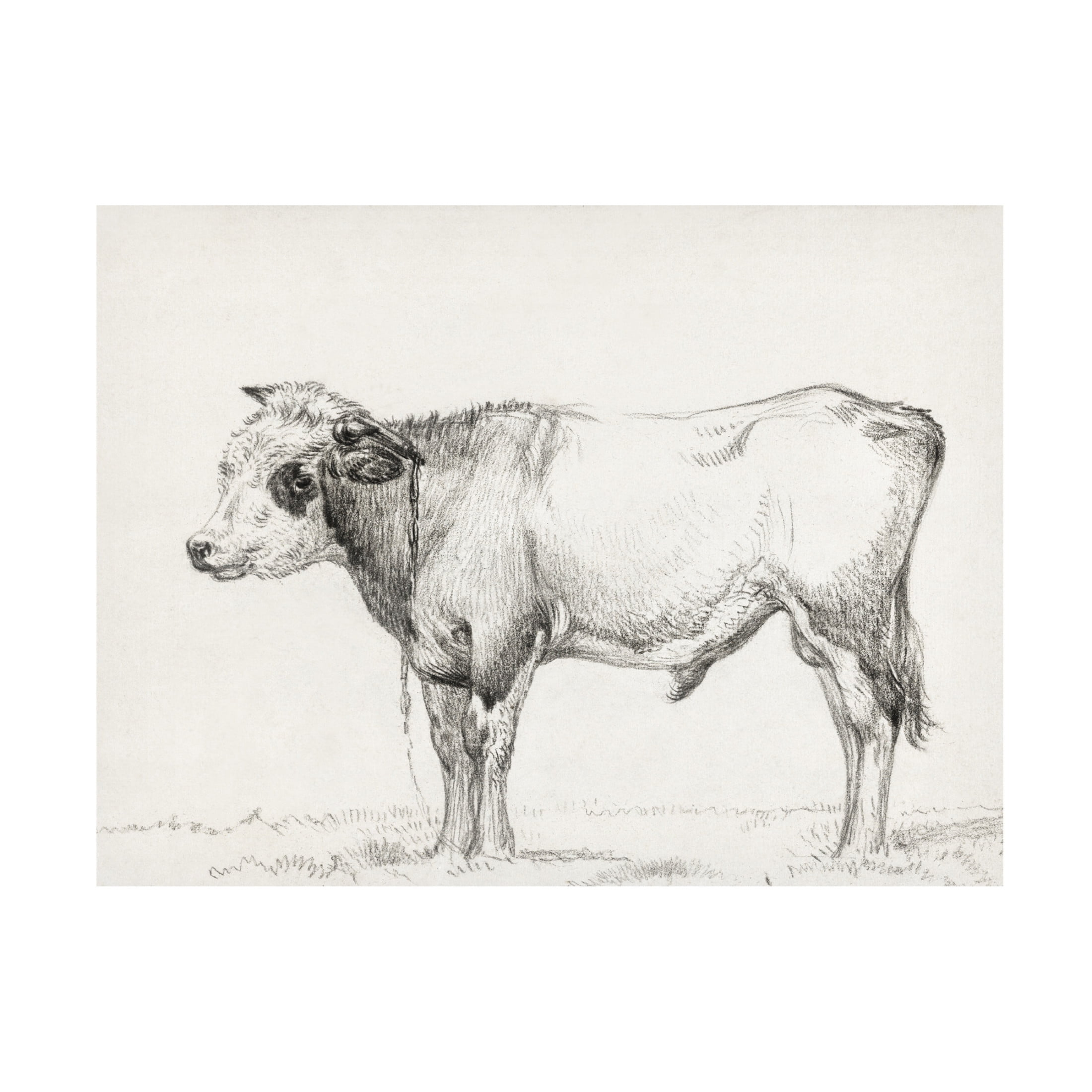 Trademark Fine Art Jean Bernard  Bernard's Bull Renderings III Canvas Wall Art