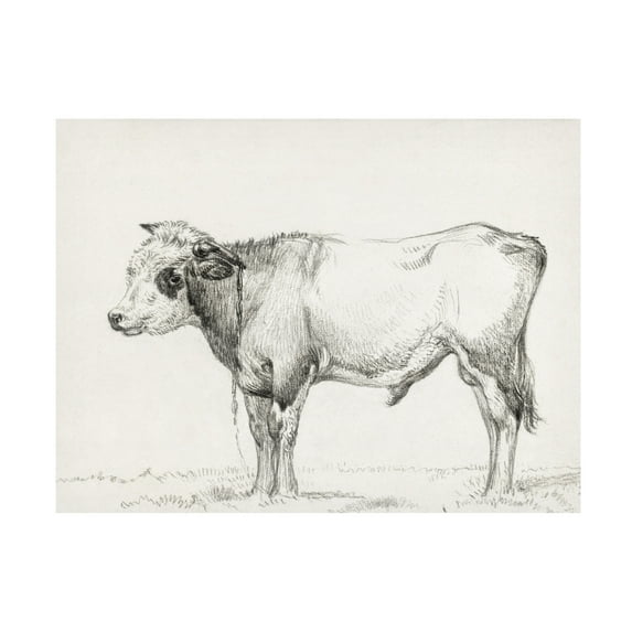Trademark Fine Art Jean Bernard Bernard's Bull Renderings III Canvas Wall Art