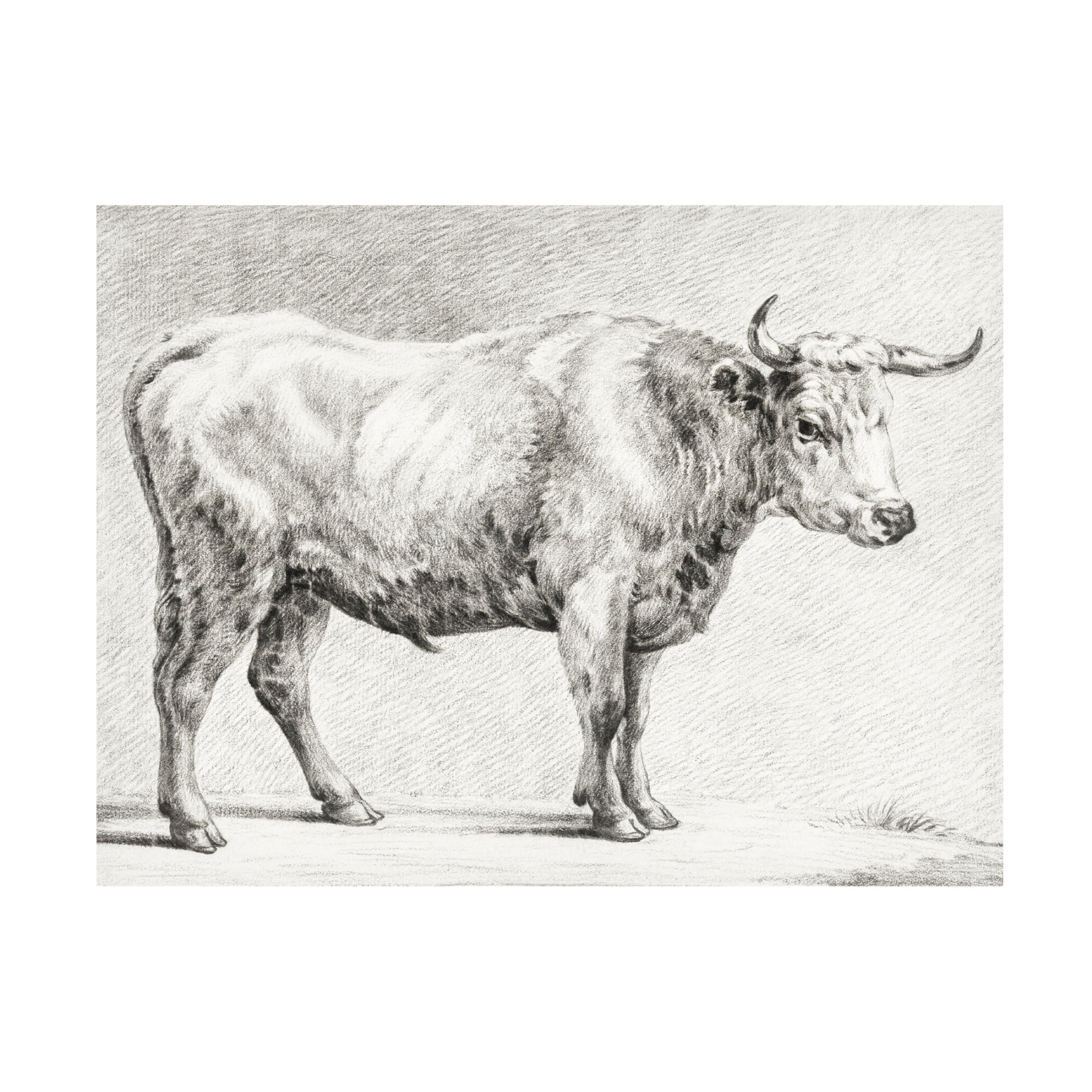 Trademark Fine Art Jean Bernard  Bernard's Bull Renderings IV Canvas Wall Art