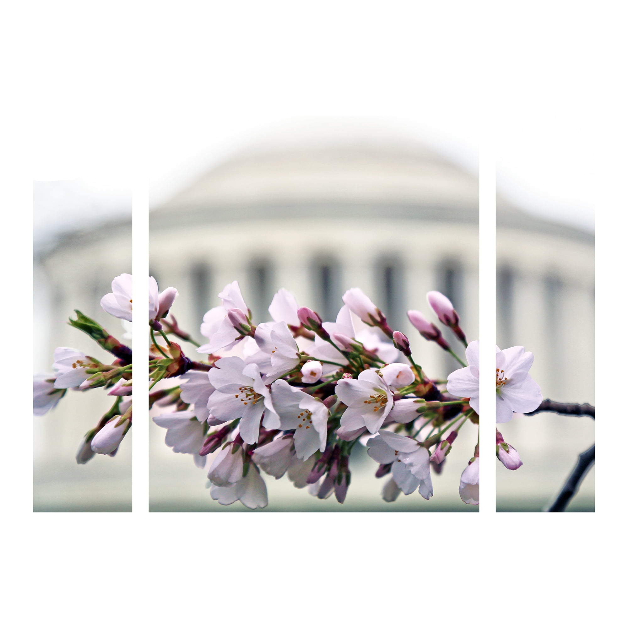 Trademark Fine Art 'Jefferson Memorial Blossoms' Multi-Panel Canvas Art Set by CATeyes