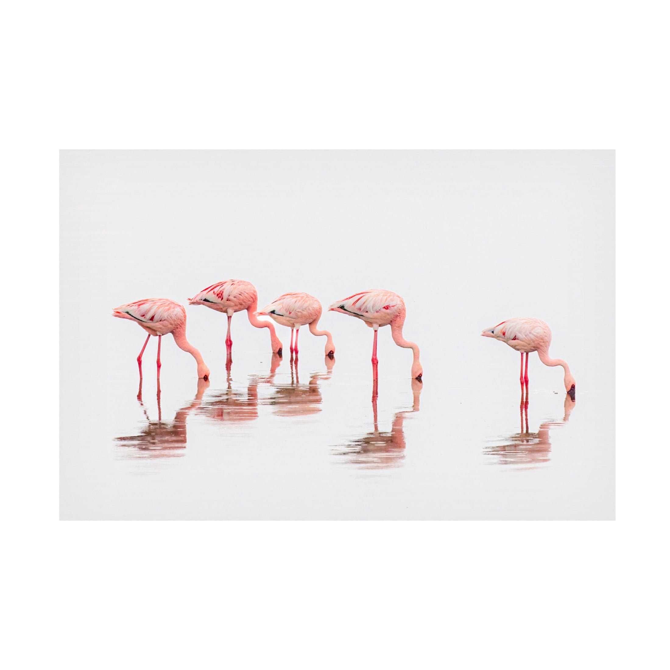 Trademark Fine Art Jeffrey C. Sink Flamingos in the mist Canvas Wall Art