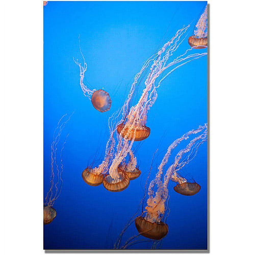 Trademark Fine Art "Jellyfish "Canvas Wall Art by Ariane Moshayedi