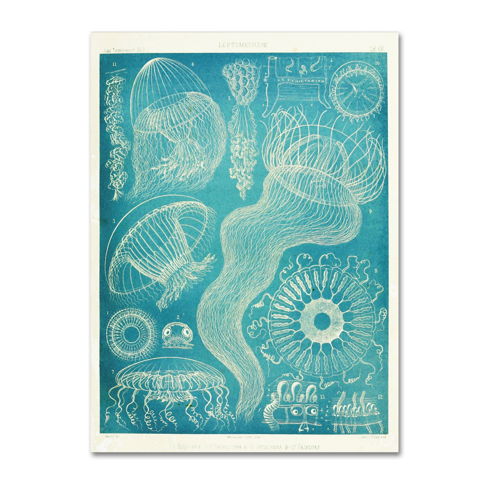 Trademark Fine Art 'Jellyfish Sealife' Canvas Art by Vintage Apple Collection