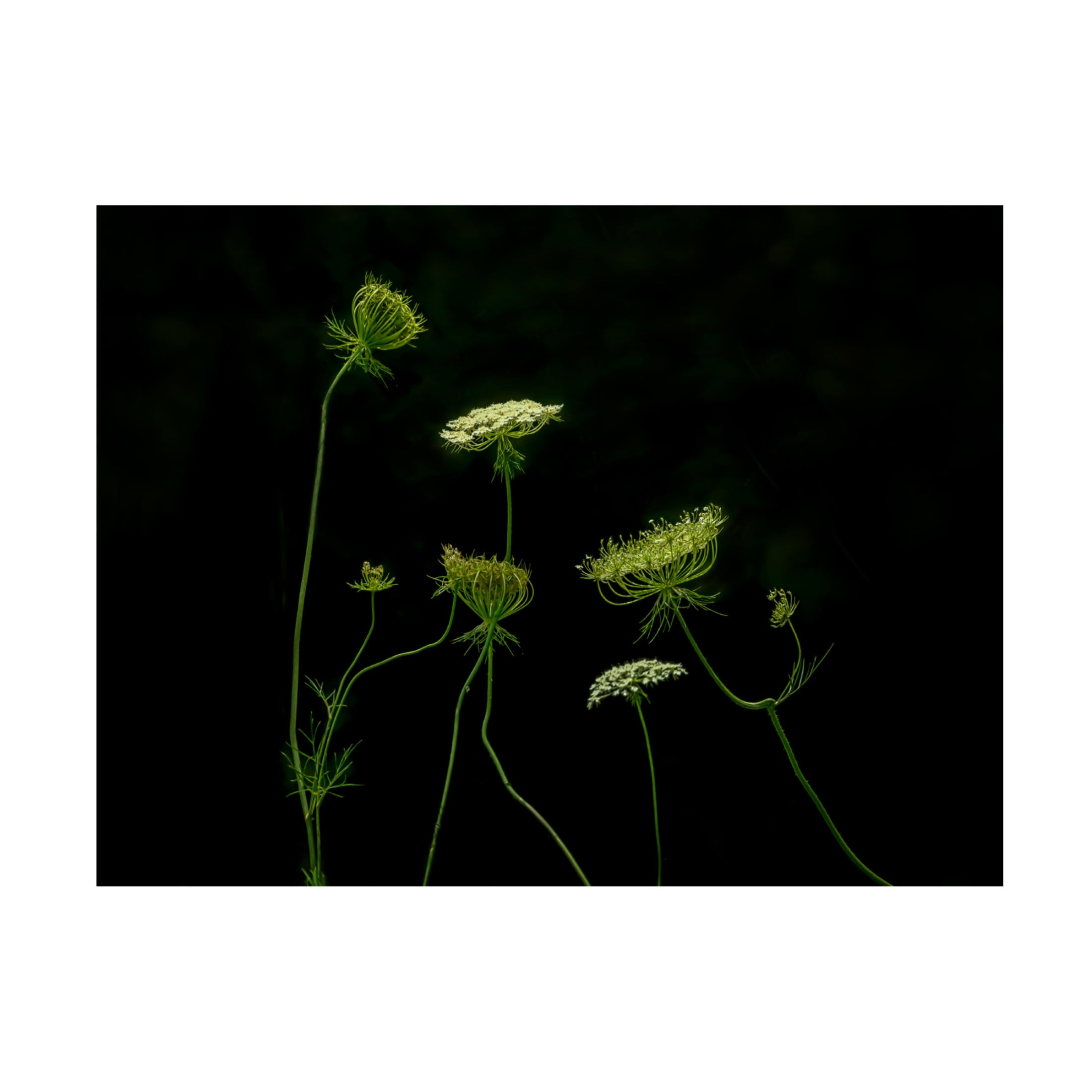 Trademark Fine Art Jennifer Chen A Green Dance Canvas Wall Art