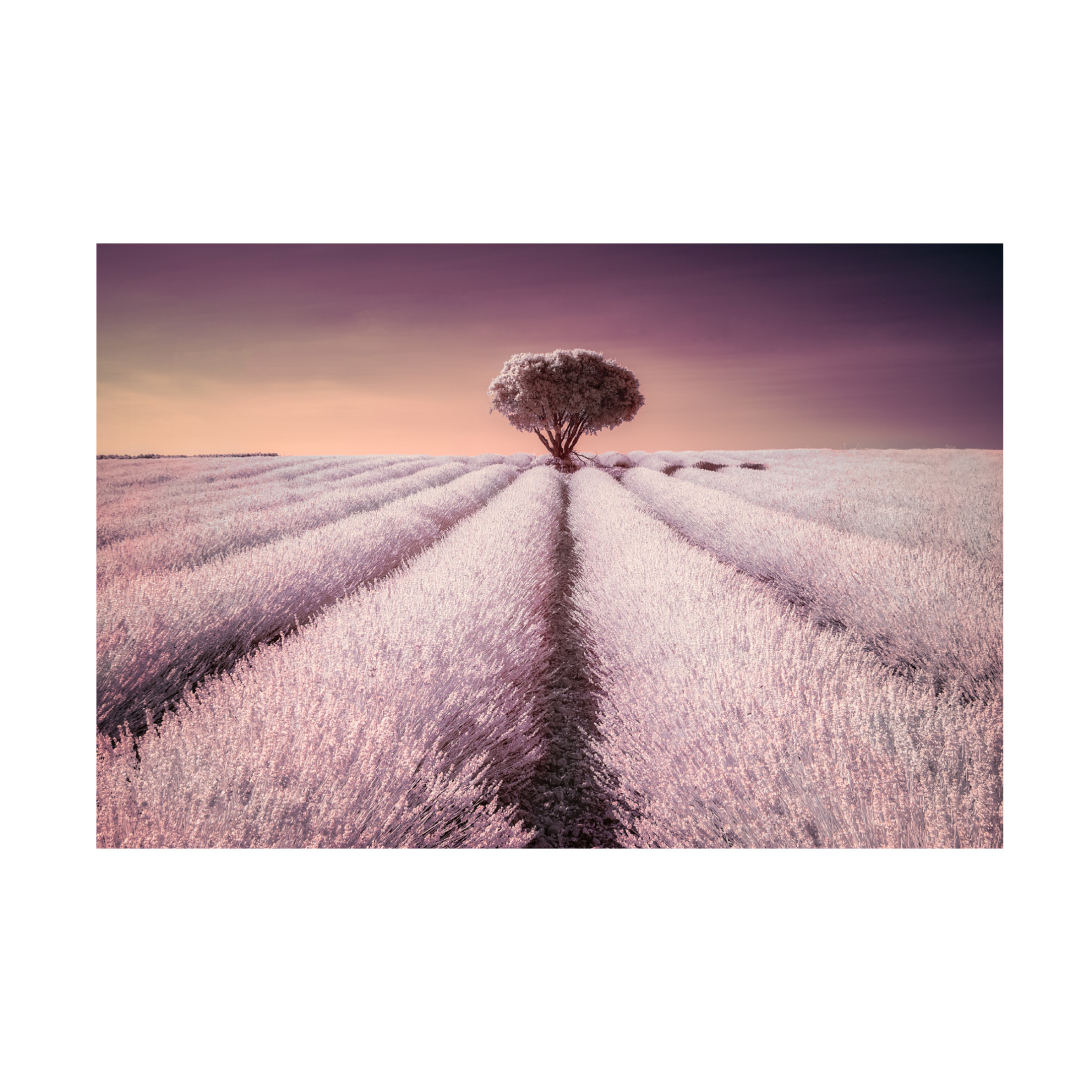 Trademark Fine Art Jesus Concepcion Alvarado El Solitario Canvas Wall Art