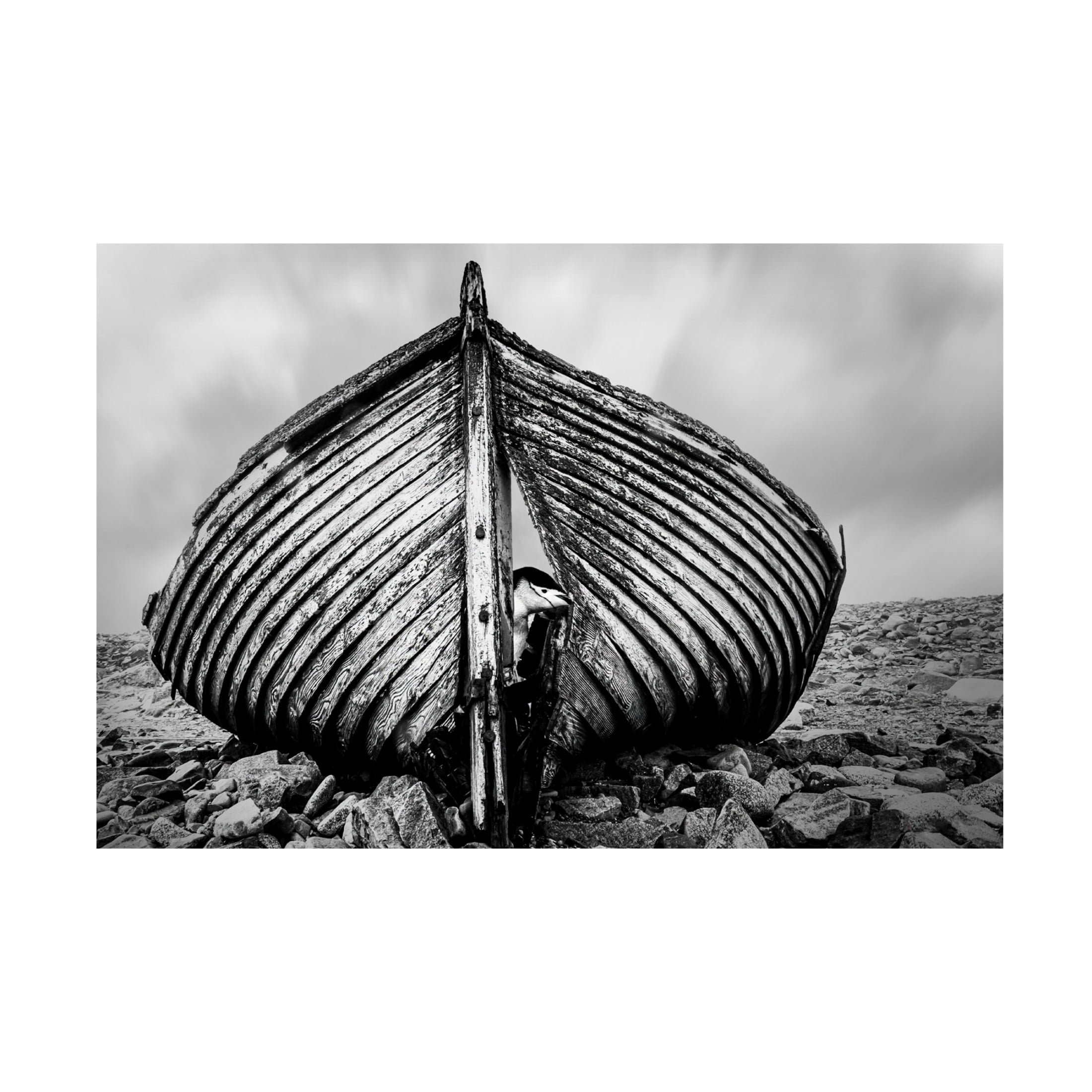 Trademark Fine Art Jie Jin Qpeekabooq Canvas Wall Art