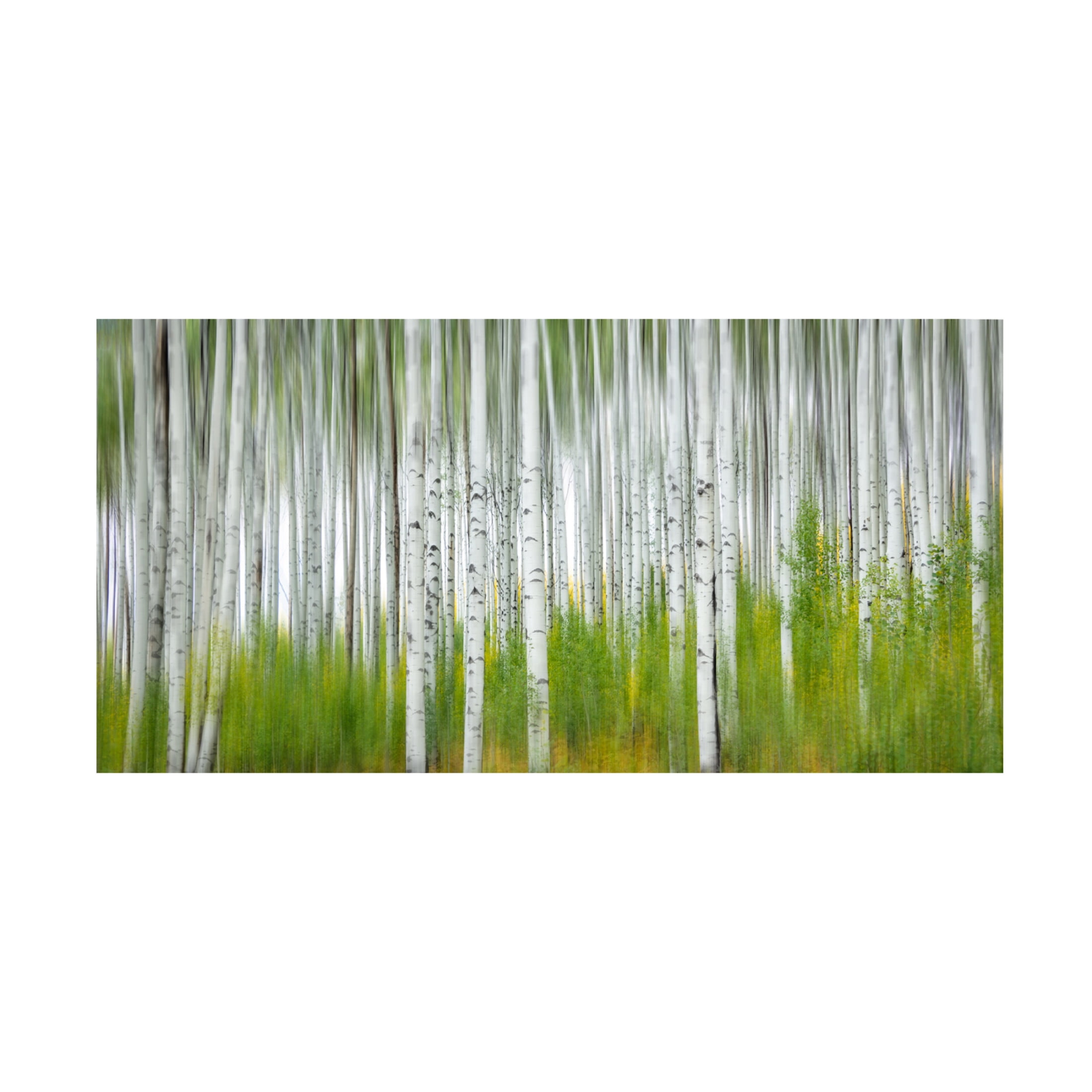 Trademark Fine Art Jimmy Yang Aspen Forest Canvas Wall Art