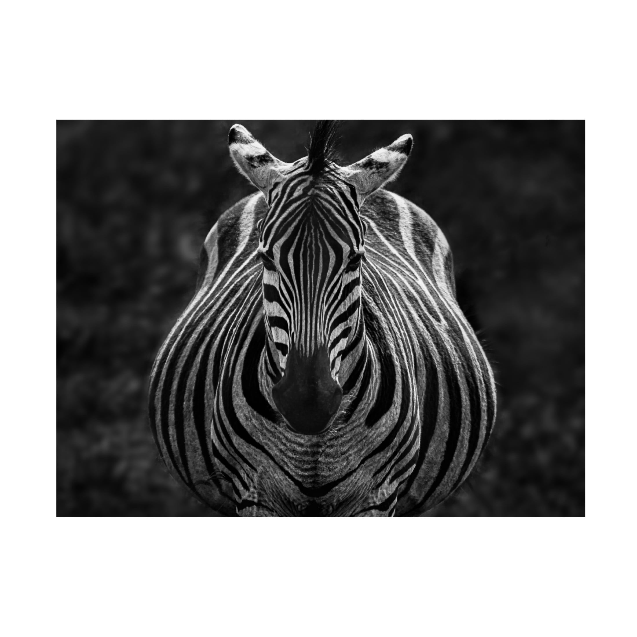 Trademark Fine Art Jiong Chen Stare Canvas Wall Art