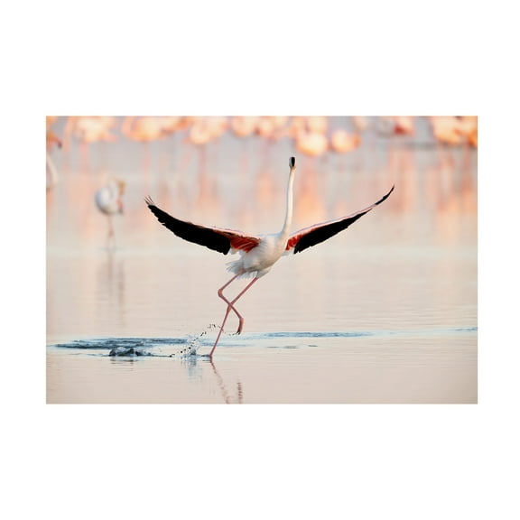 Trademark Fine Art Joan Gil Raga Flamingo Dancing Canvas Wall Art